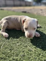 Pitbull , a female American Pit Bull Terrier for sale in Emmett, ID – 3 of 8