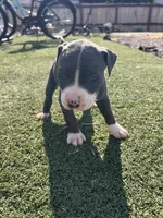 Blue Male pitbull, a male American Pit Bull Terrier for sale in Emmett, ID – 4 of 6