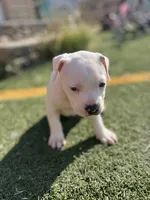 Female pitbull, a female American Pit Bull Terrier for sale in Emmett, ID – 5 of 10