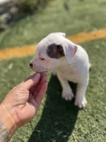 Female pitbull, a female American Pit Bull Terrier for sale in Emmett, ID – 6 of 10