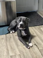 Pitbull , a female American Pit Bull Terrier for sale in Emmett, ID – 6 of 8