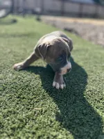Male pitbull, a male American Pit Bull Terrier for sale in Emmett, ID – 4 of 9