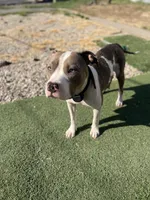Male pitbull, a male American Pit Bull Terrier for sale in Emmett, ID – 9 of 9