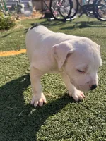 Male pitbull, a male American Pit Bull Terrier for sale in Emmett, ID – 4 of 7