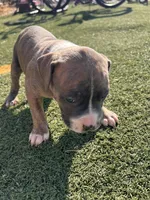 Male pitbull, a male American Pit Bull Terrier for sale in Emmett, ID – 6 of 9