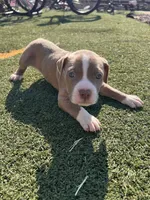 Male Pitbull, a male American Pit Bull Terrier for sale in Emmett, ID – 3 of 8