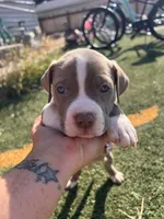 Male Pitbull, a male American Pit Bull Terrier for sale in Emmett, ID – 5 of 8