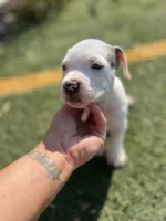 Female pitbull, a female American Pit Bull Terrier for sale in Emmett, ID – 4 of 10