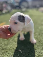 Female pitbull, a female American Pit Bull Terrier for sale in Emmett, ID – 3 of 10