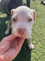 Pitbull , a female American Pit Bull Terrier for sale in Emmett, ID – 5 of 8