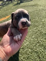 Male pitbull, a male American Pit Bull Terrier for sale in Emmett, ID – 7 of 9