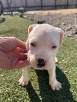 Male pitbull, a male American Pit Bull Terrier for sale in Emmett, ID – 3 of 7