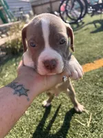 Male Pitbull, a male American Pit Bull Terrier for sale in Emmett, ID – 8 of 8
