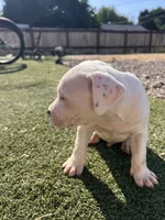 Male pitbull, a male American Pit Bull Terrier for sale in Emmett, ID – 5 of 7