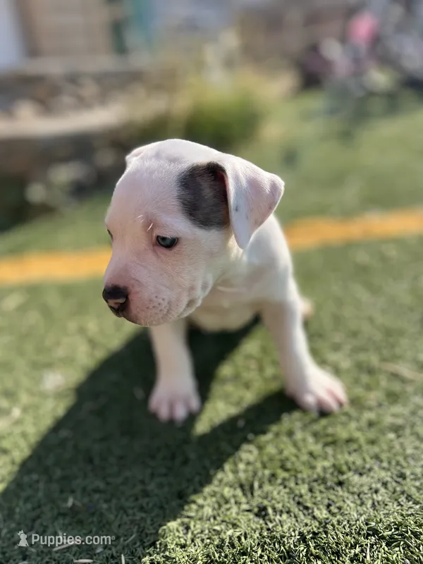 Female pitbull – American Pit Bull Terrier puppy for sale in Emmett, ID