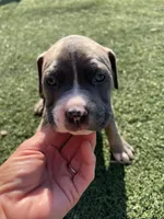 Male pitbull, a male American Pit Bull Terrier for sale in Emmett, ID – 2 of 9