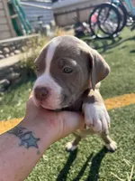 Male Pitbull, a male American Pit Bull Terrier for sale in Emmett, ID – 7 of 8