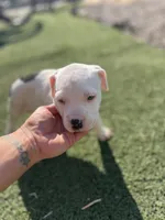 Male pitbull, a male American Pit Bull Terrier for sale in Emmett, ID – 2 of 7