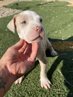 Pitbull , a female American Pit Bull Terrier for sale in Emmett, ID – 4 of 8
