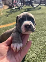 Male pitbull, a male American Pit Bull Terrier for sale in Emmett, ID – 3 of 9