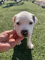 Female pitbull, a female American Pit Bull Terrier for sale in Emmett, ID – 7 of 10