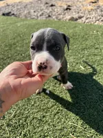 Blue Male pitbull, a male American Pit Bull Terrier for sale in Emmett, ID – 3 of 6