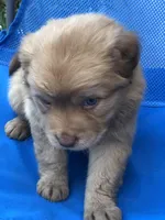 Iris, a female Australian Shepherd and Golden Retriever for sale in West Palm Beach, FL – Photo 3 of 6