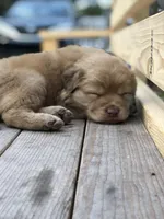 Iris, a female Australian Shepherd and Golden Retriever for sale in West Palm Beach, FL – Photo 2 of 6