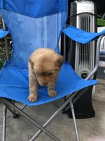 Iris, a female Australian Shepherd and Golden Retriever for sale in West Palm Beach, FL – Photo 6 of 6