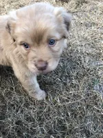 Renfield , a male Australian Shepherd and Golden Retriever for sale in West Palm Beach, FL – Photo 2 of 5