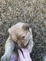 Renfield , a male Australian Shepherd and Golden Retriever for sale in West Palm Beach, FL – Photo 3 of 5