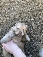 Renfield , a male Australian Shepherd and Golden Retriever for sale in West Palm Beach, FL – Photo 4 of 5