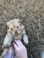 Renfield , a male Australian Shepherd and Golden Retriever for sale in West Palm Beach, FL – Photo 5 of 5