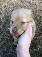 Renfield , a male Australian Shepherd and Golden Retriever for sale in West Palm Beach, FL – Photo 1 of 5