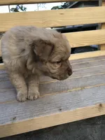 Skye, a female Australian Shepherd and Golden Retriever for sale in West Palm Beach, FL – Photo 4 of 5