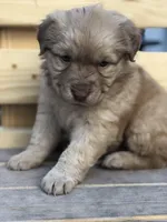 Skye, a female Australian Shepherd and Golden Retriever for sale in West Palm Beach, FL – Photo 2 of 5