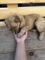 Skye, a female Australian Shepherd and Golden Retriever for sale in West Palm Beach, FL – Photo 5 of 5