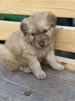 Skye, a female Australian Shepherd and Golden Retriever for sale in West Palm Beach, FL – Photo 3 of 5