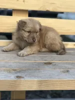 Skye, a female Australian Shepherd and Golden Retriever for sale in West Palm Beach, FL – Photo 1 of 5