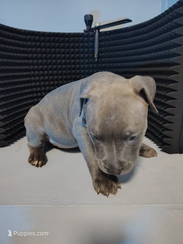 Stormi – American Staffordshire Terrier, American Pit Bull Terrier puppy for sale in Baltimore, MD