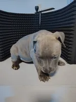 Stormi, a female American Staffordshire Terrier and American Pit Bull Terrier for sale in Baltimore, MD – 1 of 3