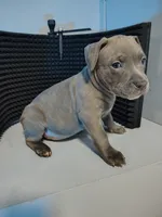 Stormi, a female American Staffordshire Terrier and American Pit Bull Terrier for sale in Baltimore, MD – 3 of 3