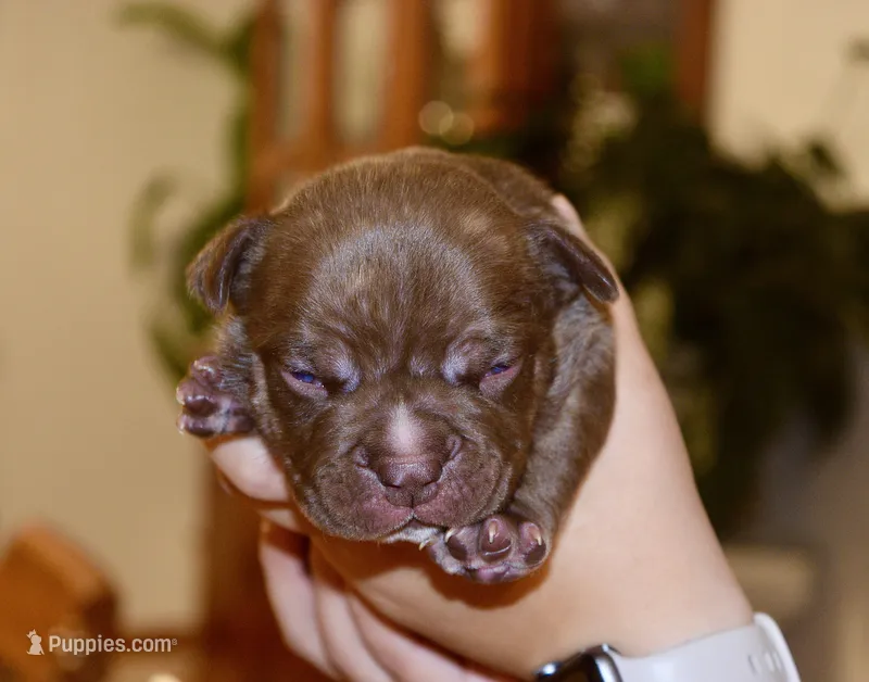 extreme chocolate male pup