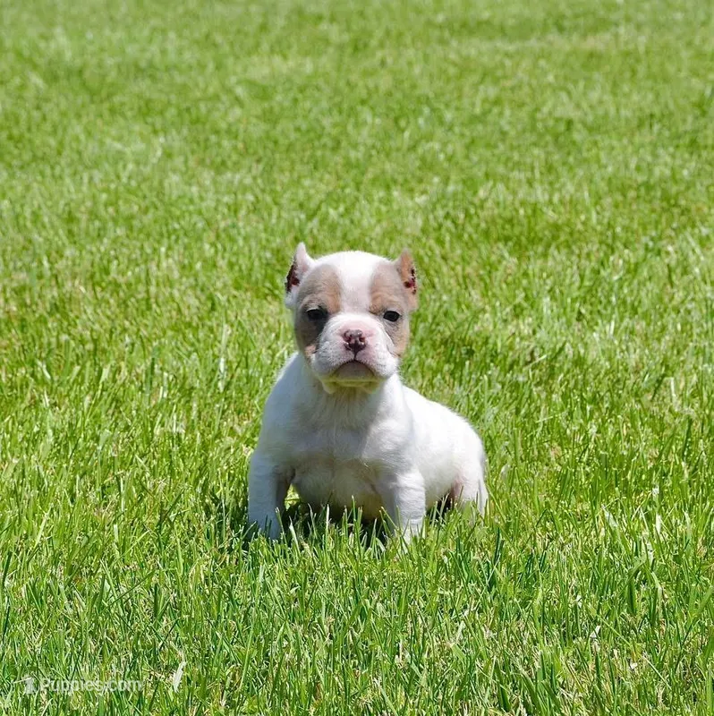 Merle Extreme Pocket Bull Female. ABKC papers  – American Bully puppy for sale in Chicago, IL