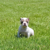 Merle Extreme Pocket Bull Female. ABKC papers , a female American Bully for sale in Chicago, IL – 1 of 1