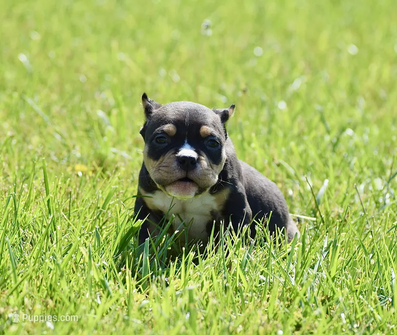 Extreme pocket Tri male bully puppy. Abkc  – American Bully puppy for sale in Chicago, IL