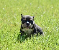 Extreme pocket Tri male bully puppy. Abkc , a male American Bully for sale in Chicago, IL – 1 of 1
