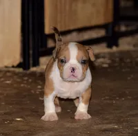 Red Merle Exteme Bull Male puppy. Abkc. , a male American Bully for sale in Chicago, IL – 1 of 1