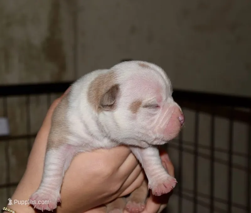 Extreme bully male puppy. Abkc reg. , a male American Bully for sale in Chicago, IL – Photo 1 of 1