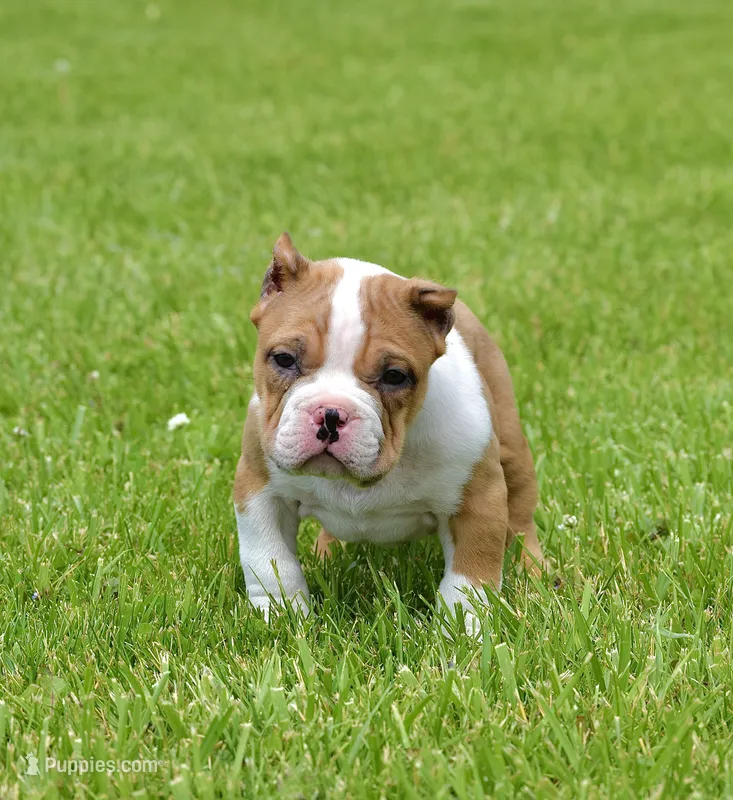 Extreme Pocket Merle Male Bull Pup. ABKC papers  – American Bully puppy for sale in Chicago, IL